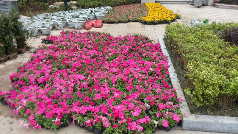 西山銀杏環(huán)境