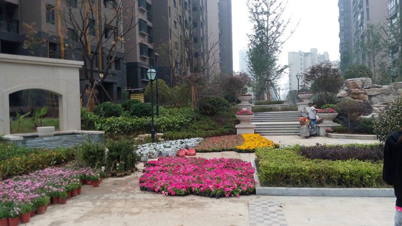 西山銀杏環(huán)境